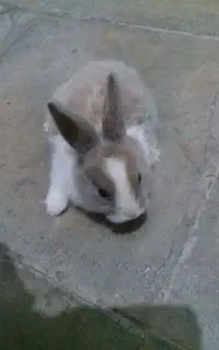 خرگوش