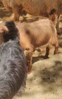 بزغاله دونه