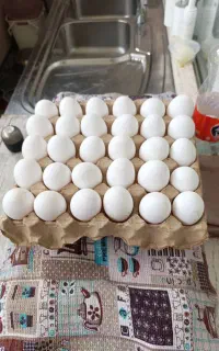 تخم مرغ تازه شونه ۴۵۰