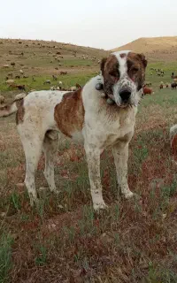 سگ گوسفندی