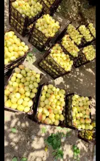 کارگر کشاورزی