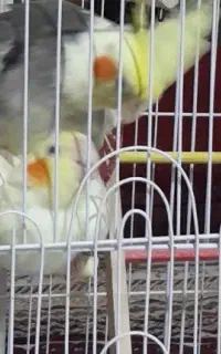 یک جفت عروس هلندی