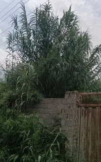 نی یا همون ل له