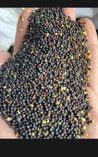 خریدار جو و کلزای درجه 2 آشغال دار یا قاطی و....