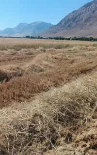 حدود 30بسته کلش گندم