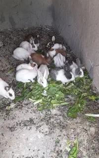 خرگوش