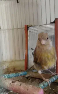 قناری ماده