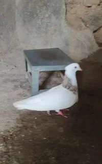 کبوتر طوقی