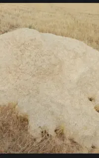 کاه جو
