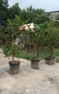 یاس هلندی