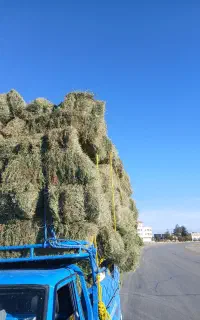 بیده یونجه سبز