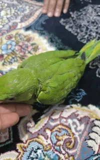 جوجه منلگو