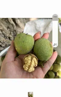 200 کیلو گردو به صورت یک جا