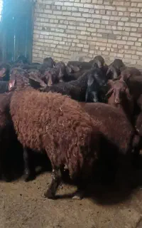 بره ماده های هترو و همو