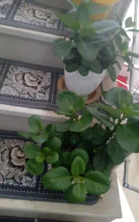 فروش 4 عدد گل قاشقی