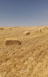 کاه جو