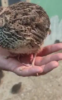 بلدرچین تخم گذار