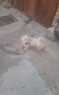 سگ پشمالو بازیگوش