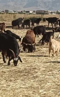 نربز نجدی