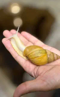حلزون البینو