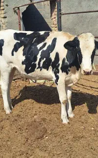 تلیسه جوان