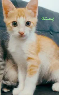 واگذاری رایگان پسته و پاستیل