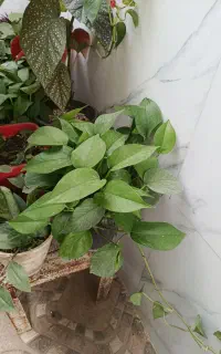 گل طبیعی
