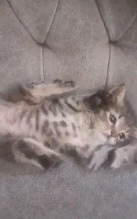 گمشده