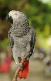 خریدارکاسکو بالغ و فروش جوجه های سرلاکی