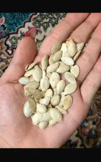 تخمه کدو