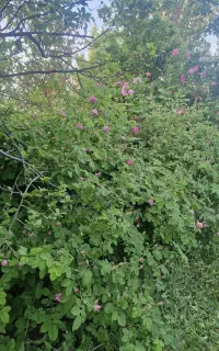 گل محمدی