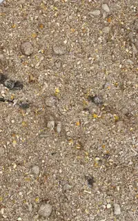 کنسانتره پروار و پر شیر