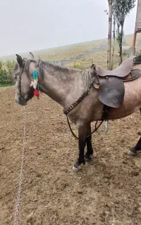 نریان ۴ ساله