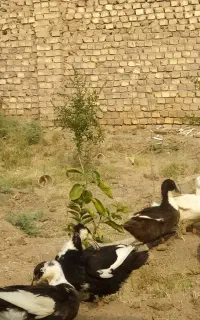 فروش اردک تخمگذار و تخم خوراکی اردک
