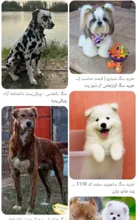 سگ پیدا شده