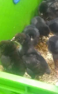 جوجه راک