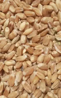 گندم تمیز