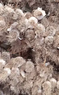 فروش سیر محلی درجه یک