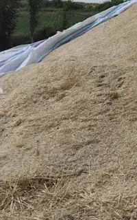 کاه