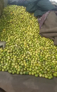 لیمو ترش