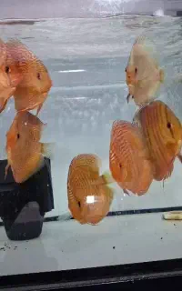 دیسکس