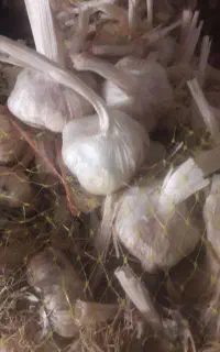 سیر