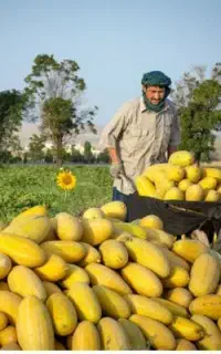 خربزه کار می‌خواهم