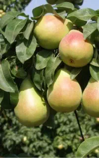 گلابی پاییزه