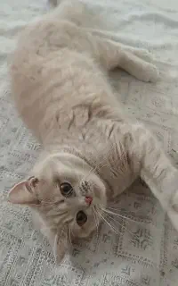 واگذاری موقت