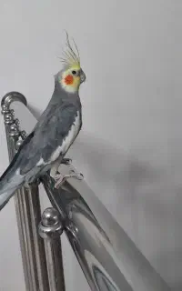 عروس هلندی نر و بالغ