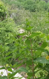 خانه باغ و سوئیت در نیاسر کاشان