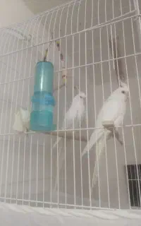 عروس هلندی