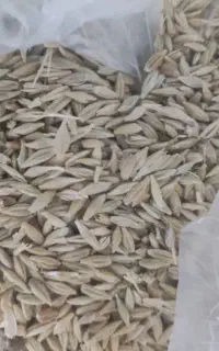 فروش ۲۵۰۰کیلو جو گونی شده
