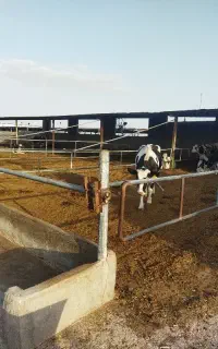 کارگر جهت کار در گاوداری شیری
